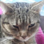 Profilbild von Dani